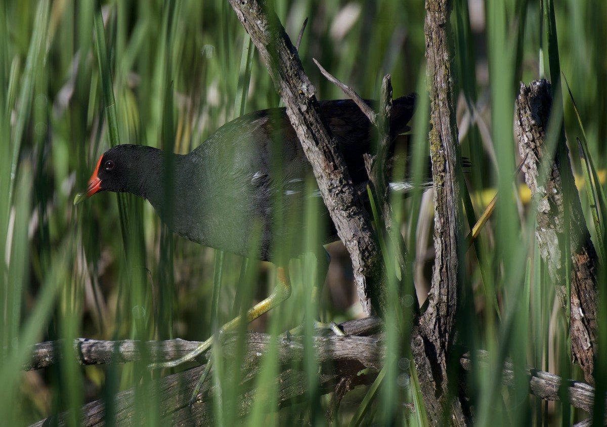 Gallinule d'Amérique - ML620169878