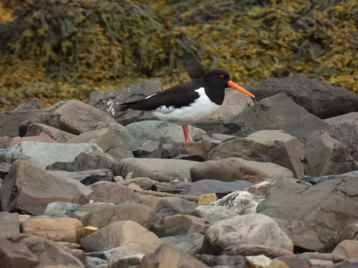 Eurasian Oystercatcher - ML620169883