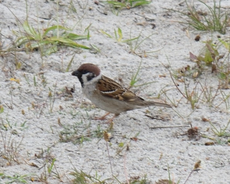 Eurasian Tree Sparrow - ML620169894