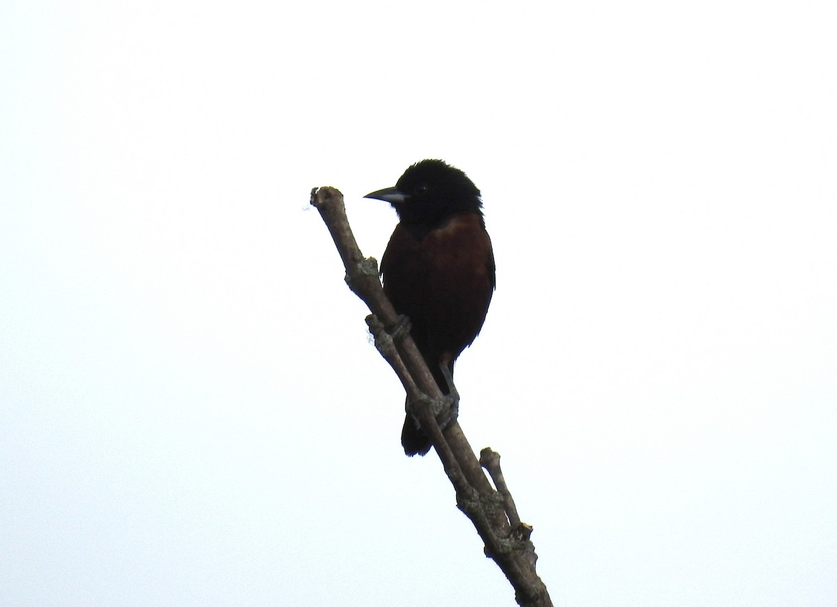 Orchard Oriole - ML620169902