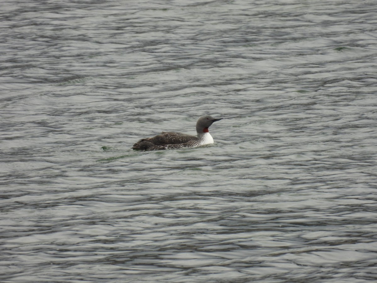 Red-throated Loon - ML620169904