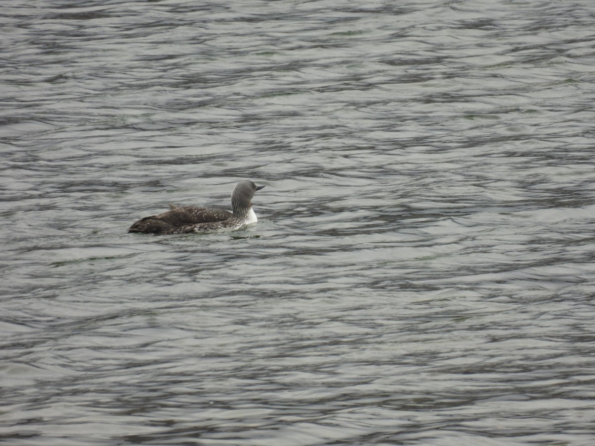 Red-throated Loon - ML620169906