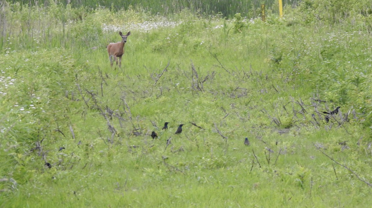 Common Grackle - ML620169909