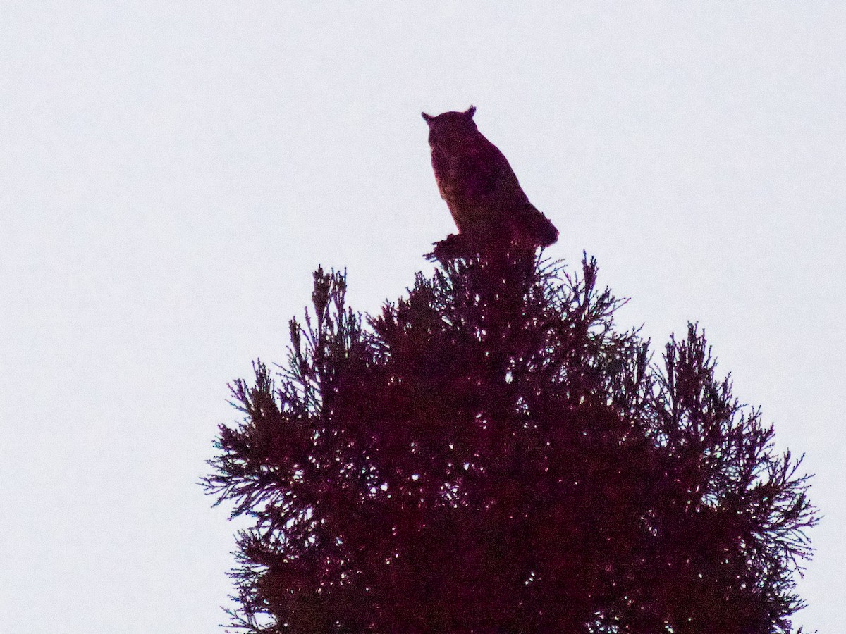 Great Horned Owl - ML620169913