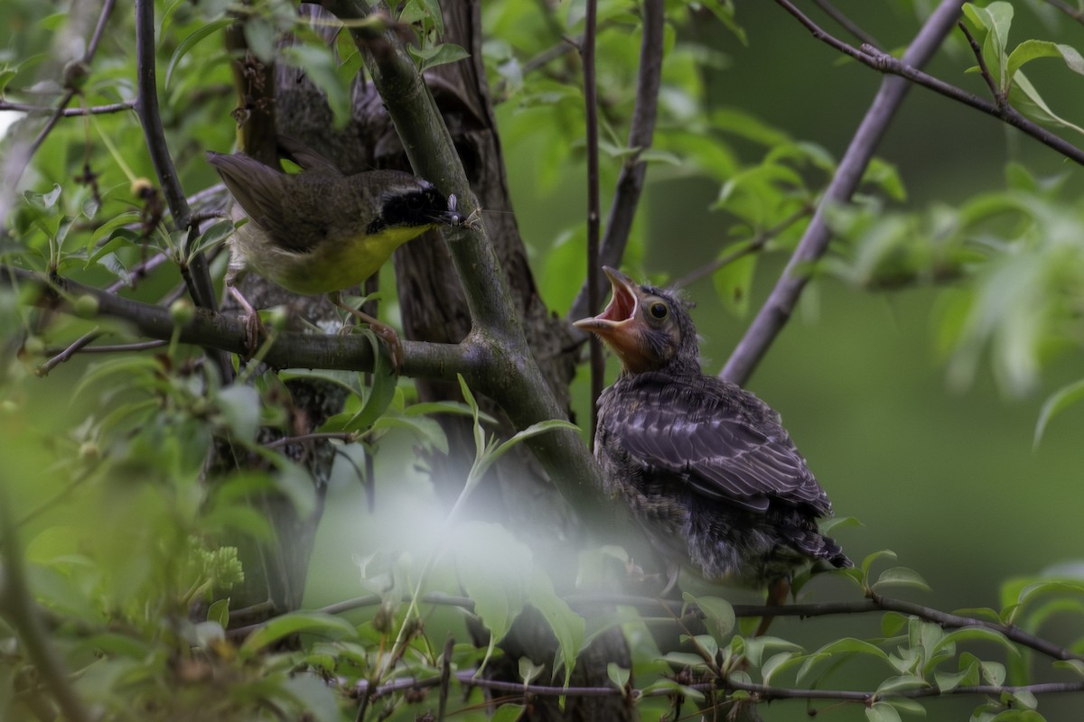 Brown-headed Cowbird - ML620169925