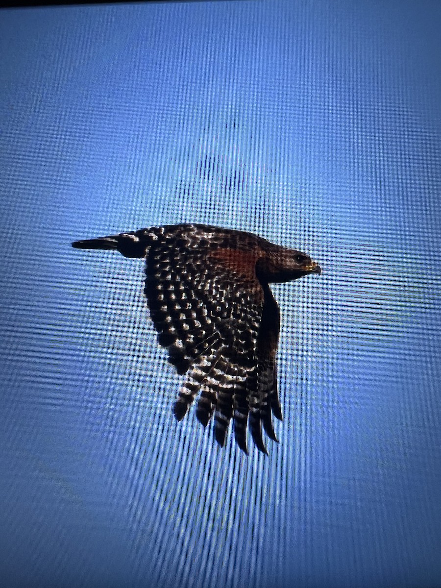 Red-shouldered Hawk - ML620169930