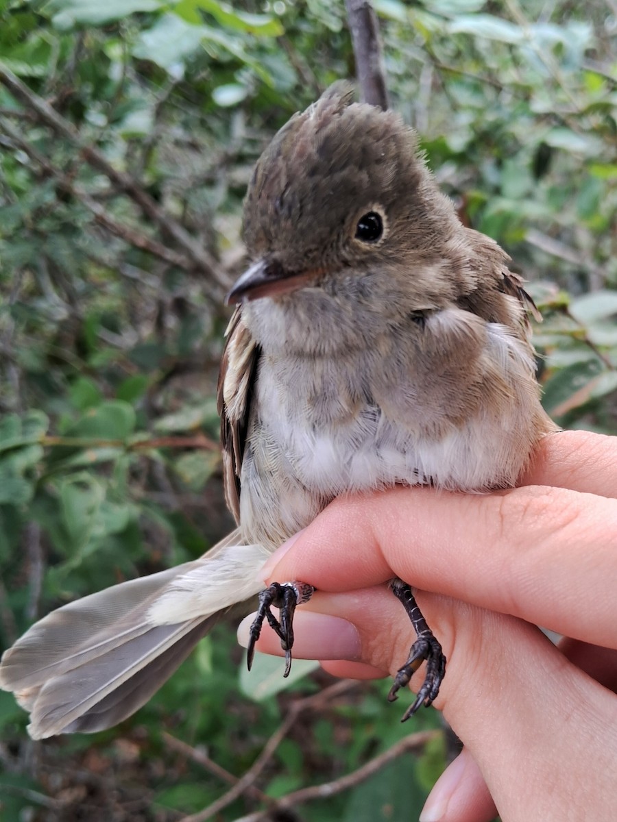 White-crested Elaenia - ML620169931