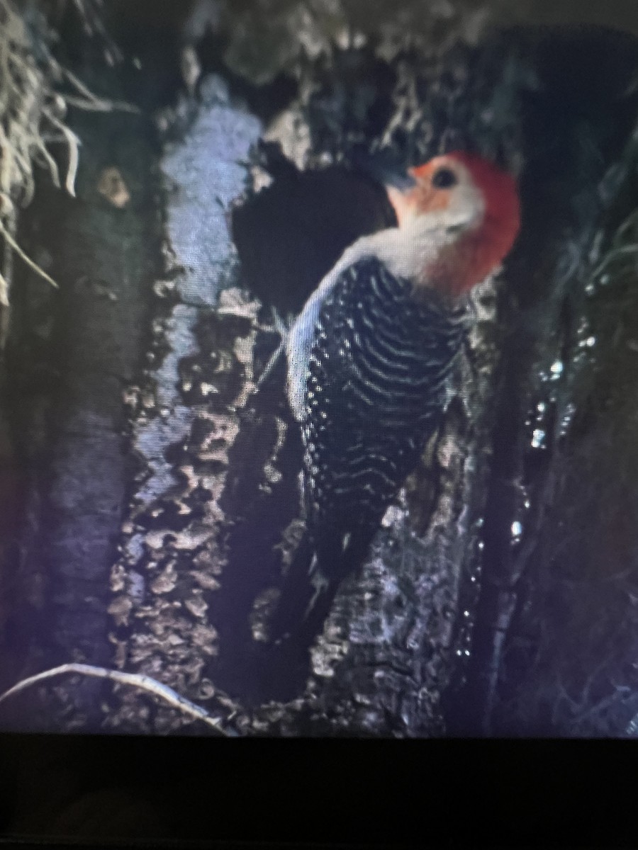 Red-bellied Woodpecker - ML620169937
