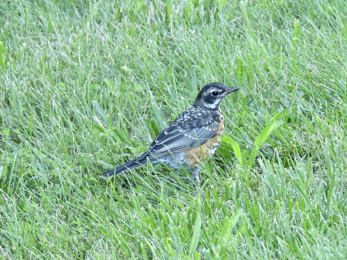 American Robin - ML620169938