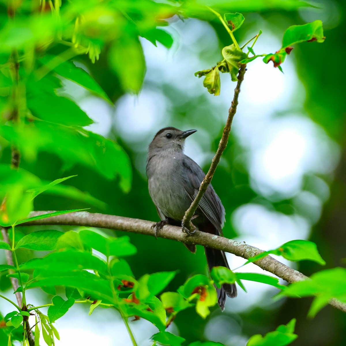 Gray Catbird - ML620169941