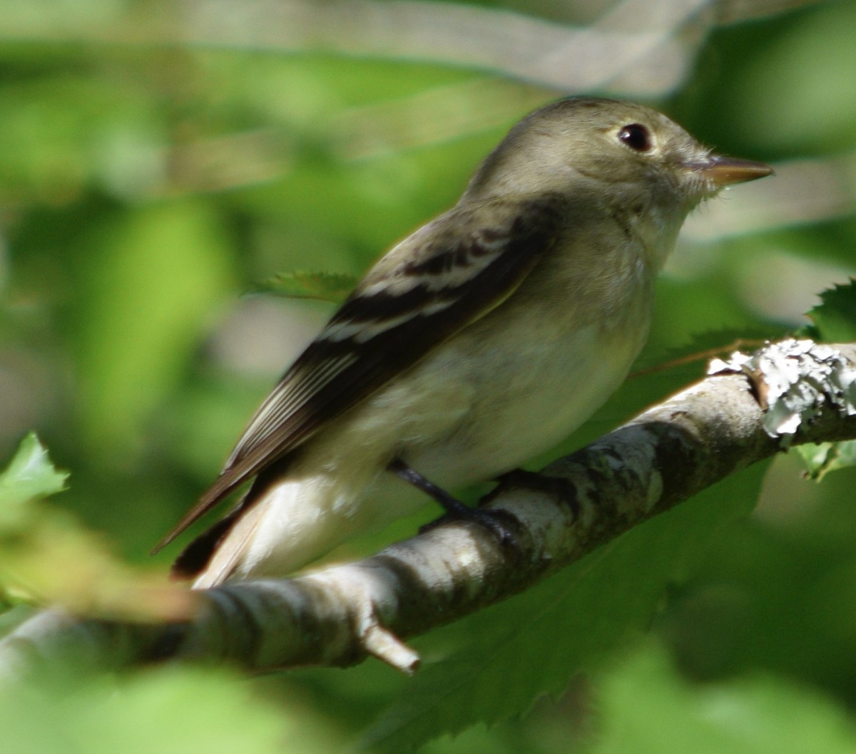 Acadian Flycatcher - ML620169942