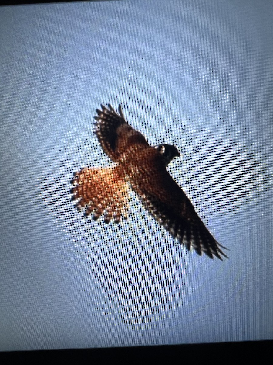 American Kestrel - ML620169950