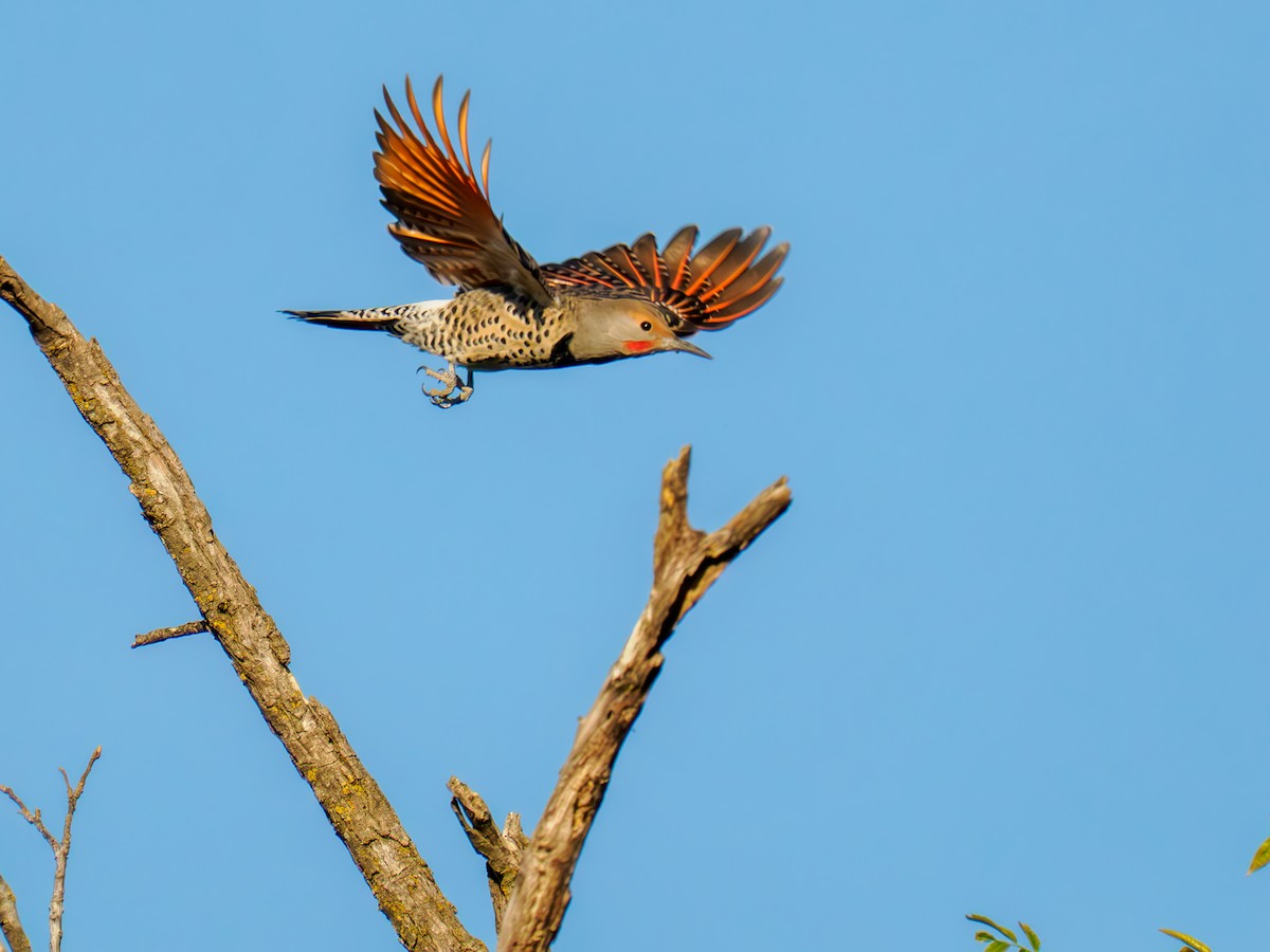Northern Flicker (Red-shafted) - ML620169970