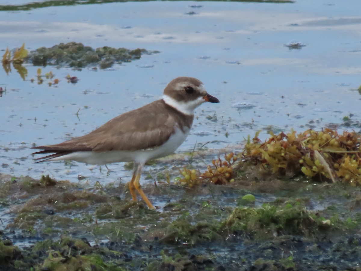 Semipalmated Plover - ML620169975
