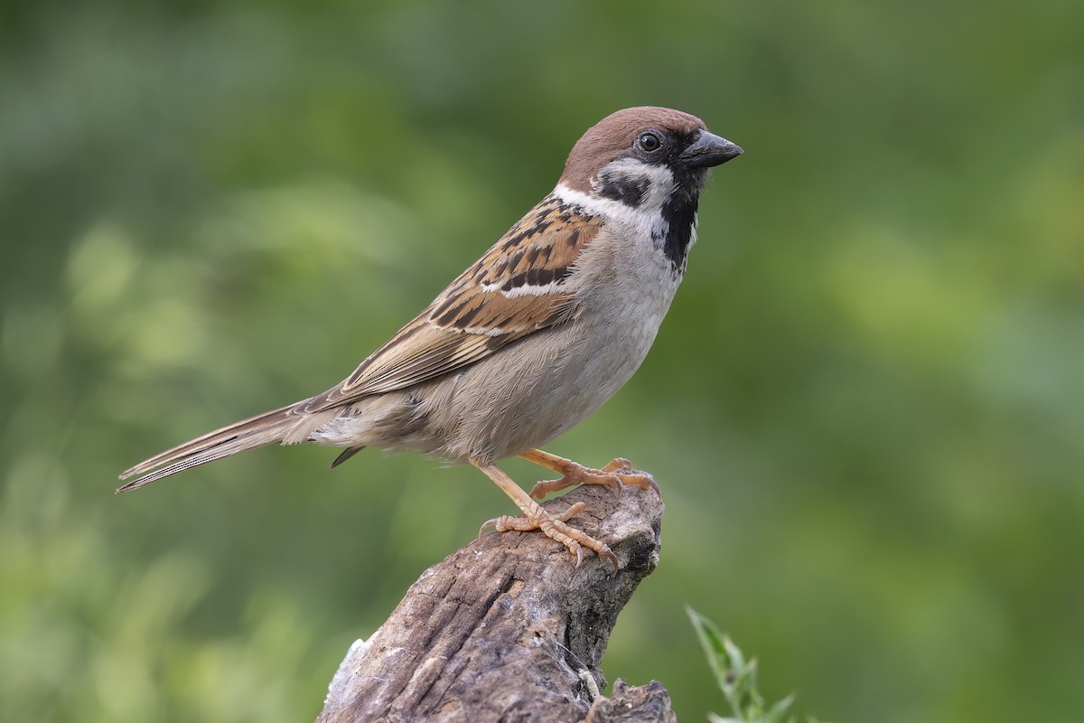Eurasian Tree Sparrow - ML620169976
