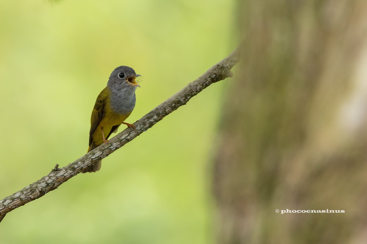 Gray-headed Canary-Flycatcher - ML620169990