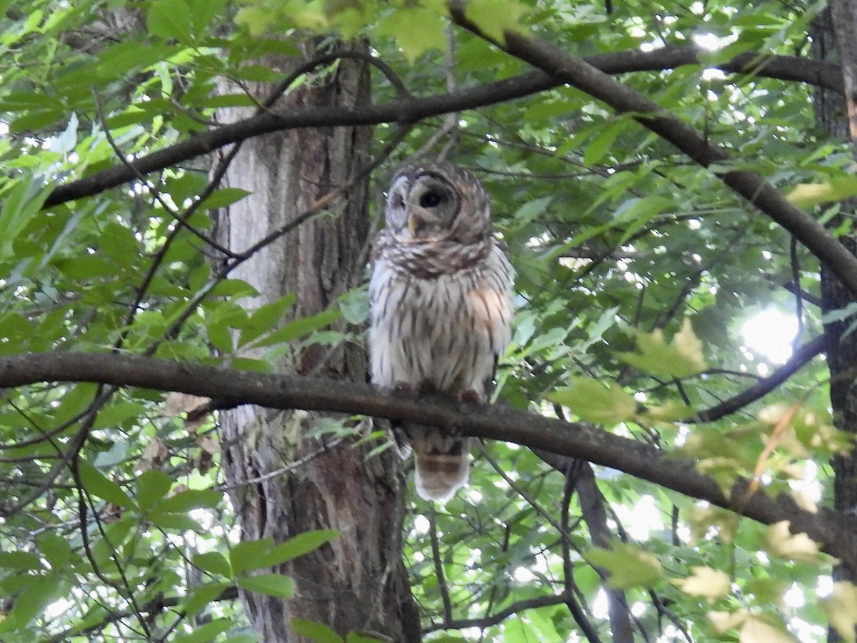 Barred Owl - ML620169991