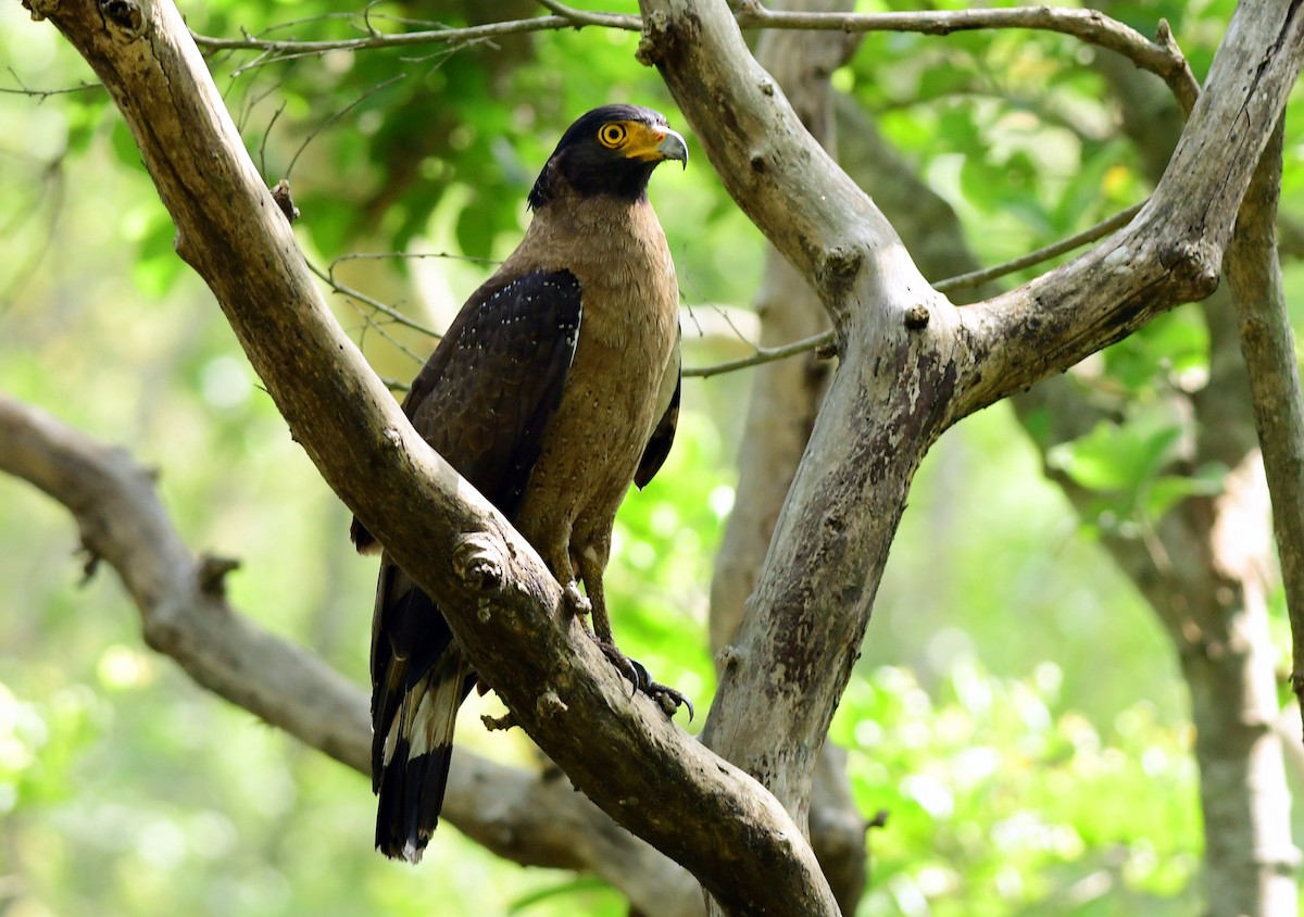 Crested Serpent-Eagle - ML620169999