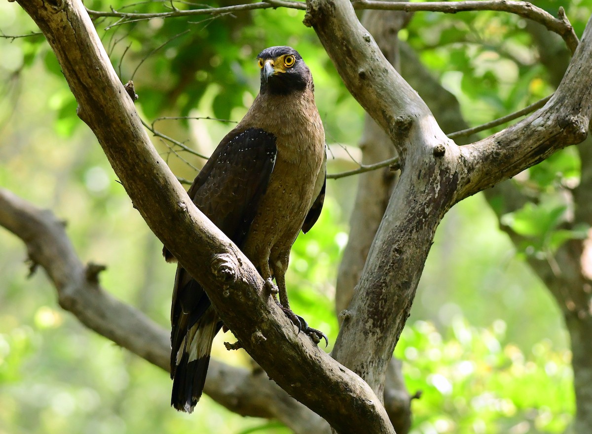 Crested Serpent-Eagle - ML620170000