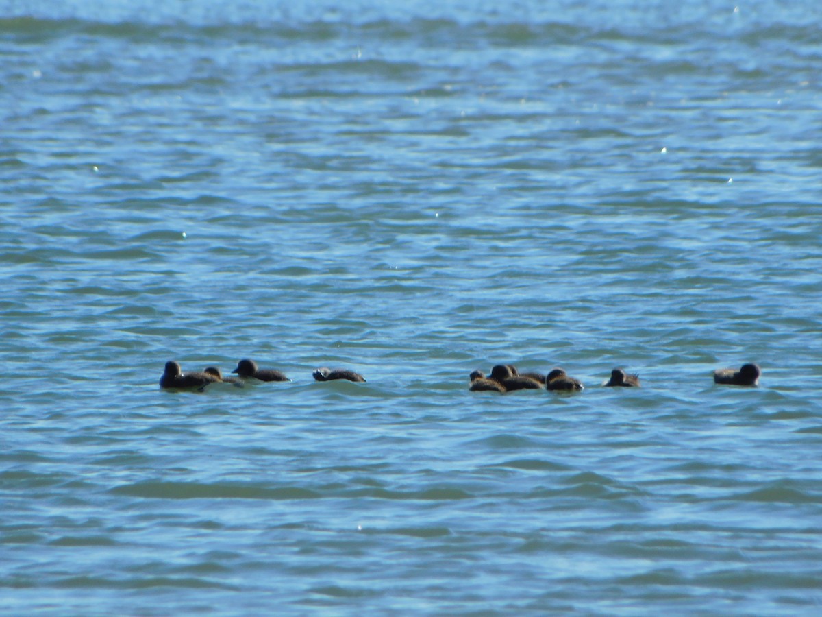 Common Eider - ML620170009