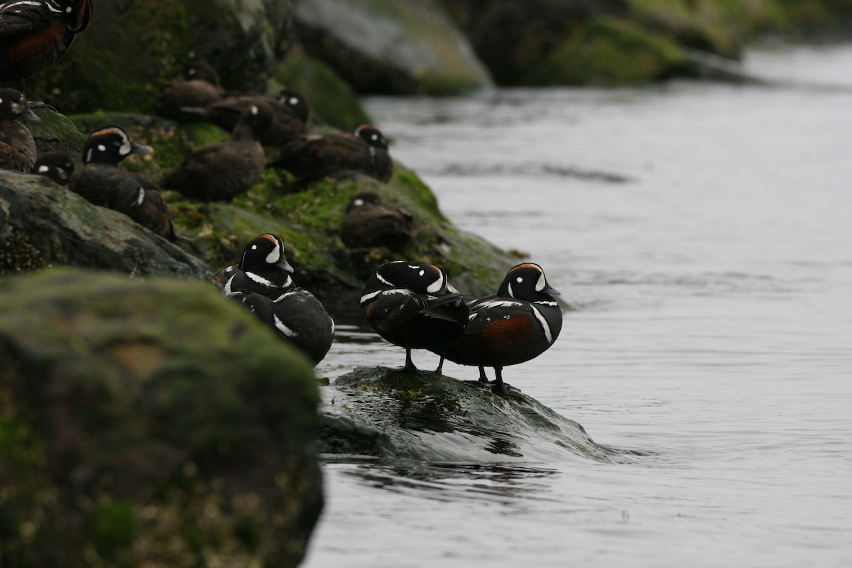 Harlequin Duck - ML620170012