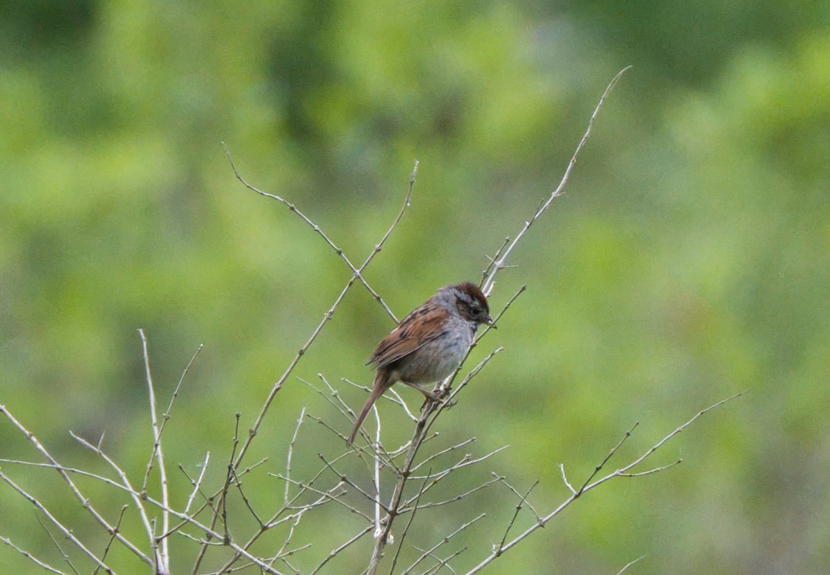 Swamp Sparrow - ML620170013