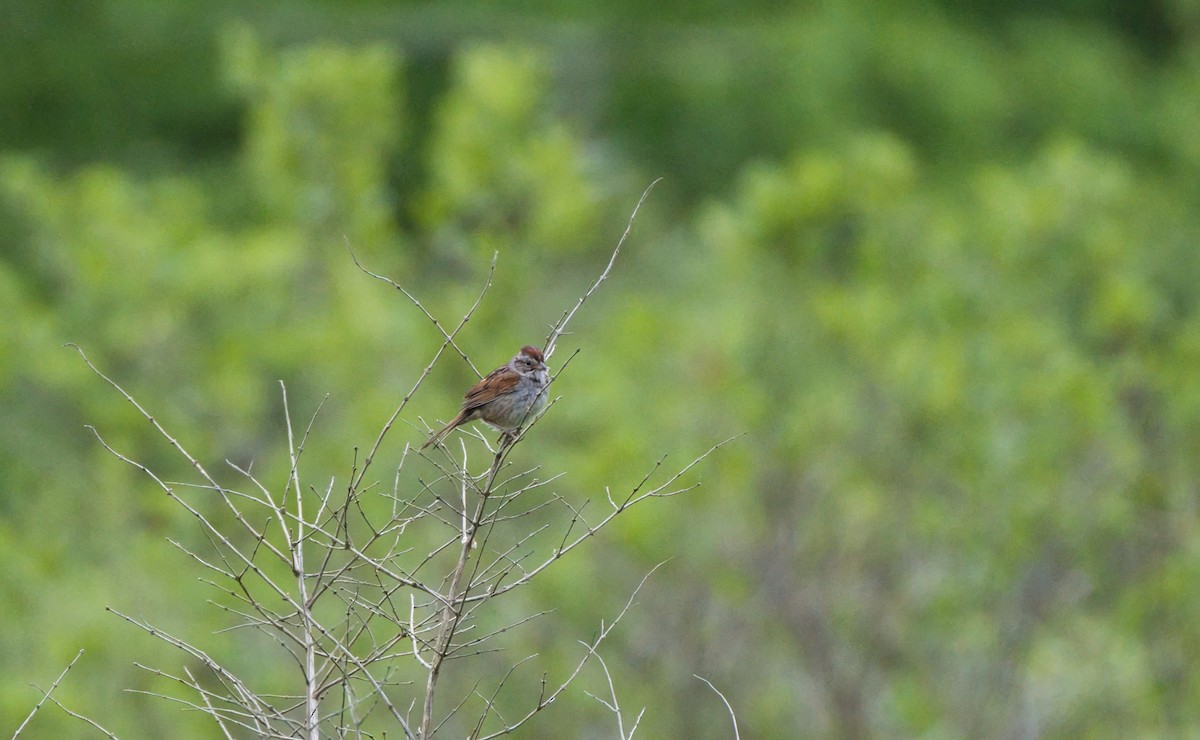 Swamp Sparrow - ML620170014