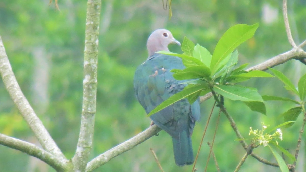 Green Imperial-Pigeon - ML620170017