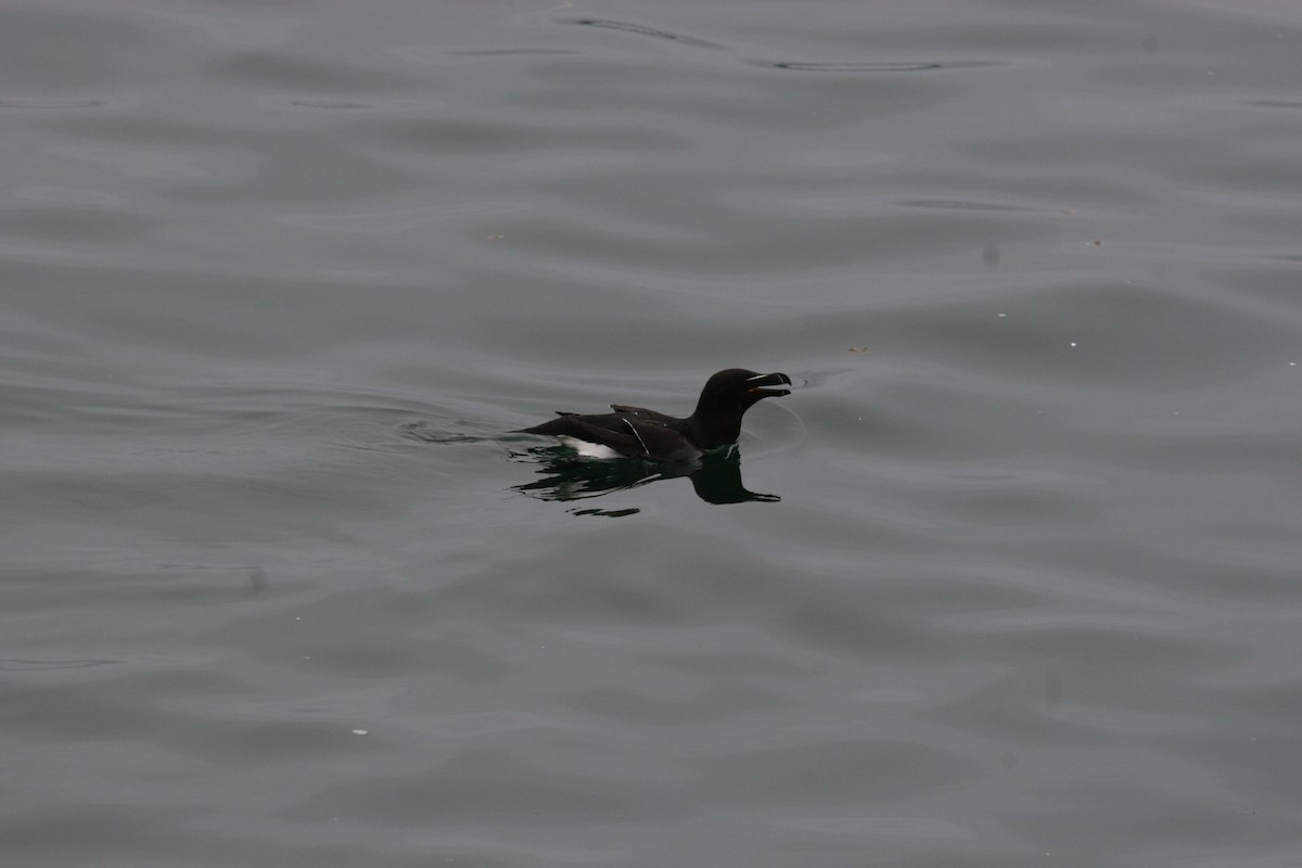 Razorbill - ML620170036