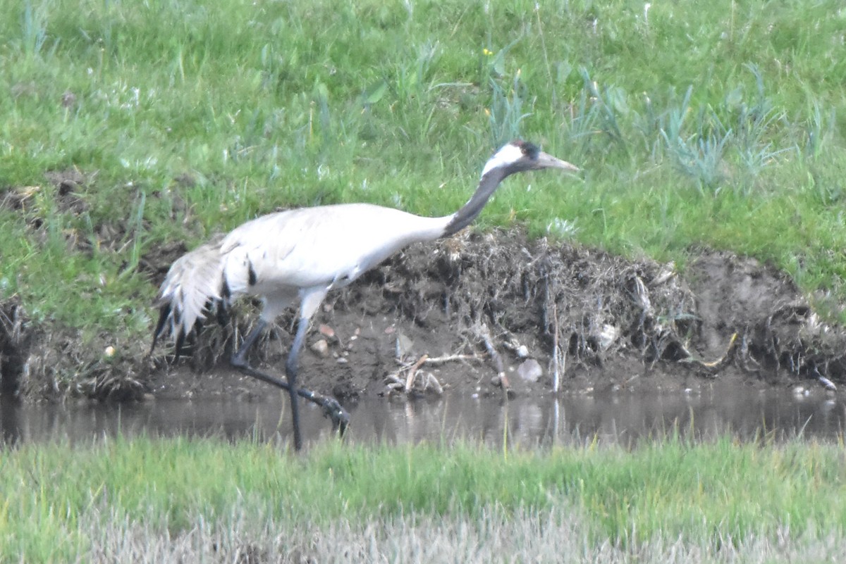 Common Crane - ML620170039