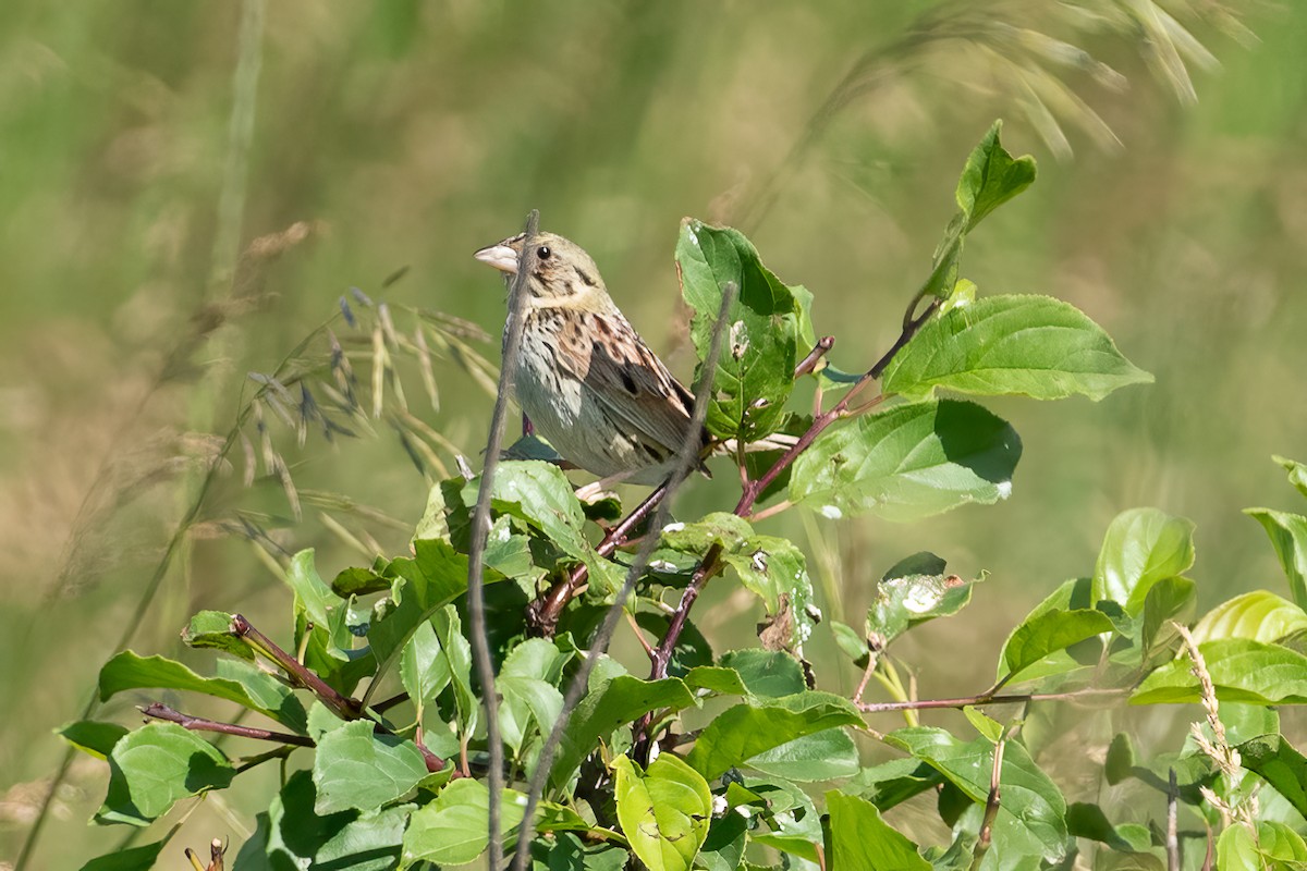 Henslow's Sparrow - ML620170047