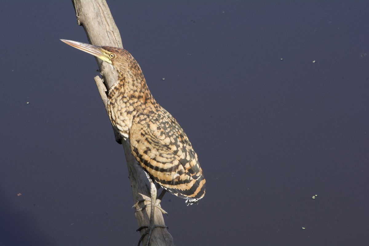 Fasciated Tiger-Heron - ML620170054