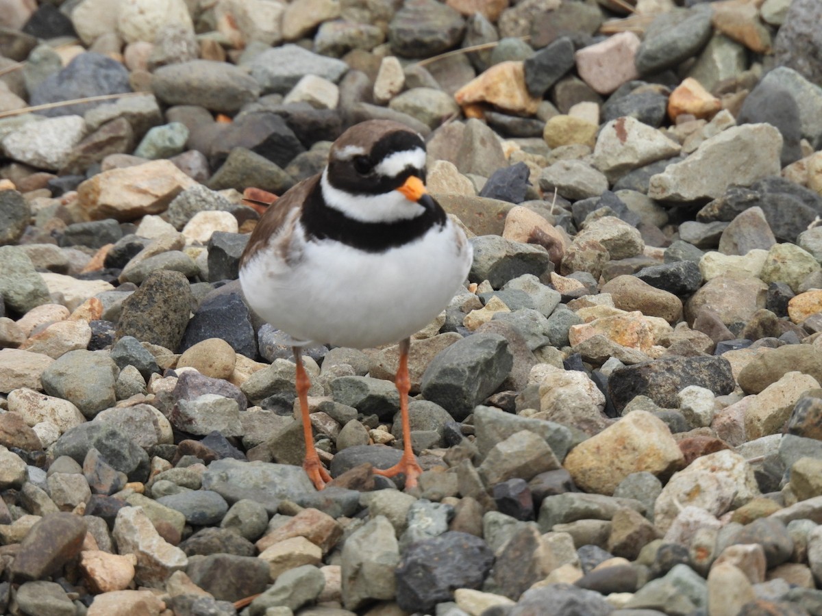 Common Ringed Plover - ML620170056