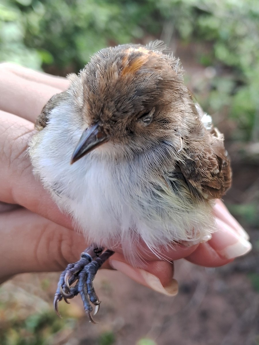 Fulvous-crowned Scrub-Tyrant - ML620170064