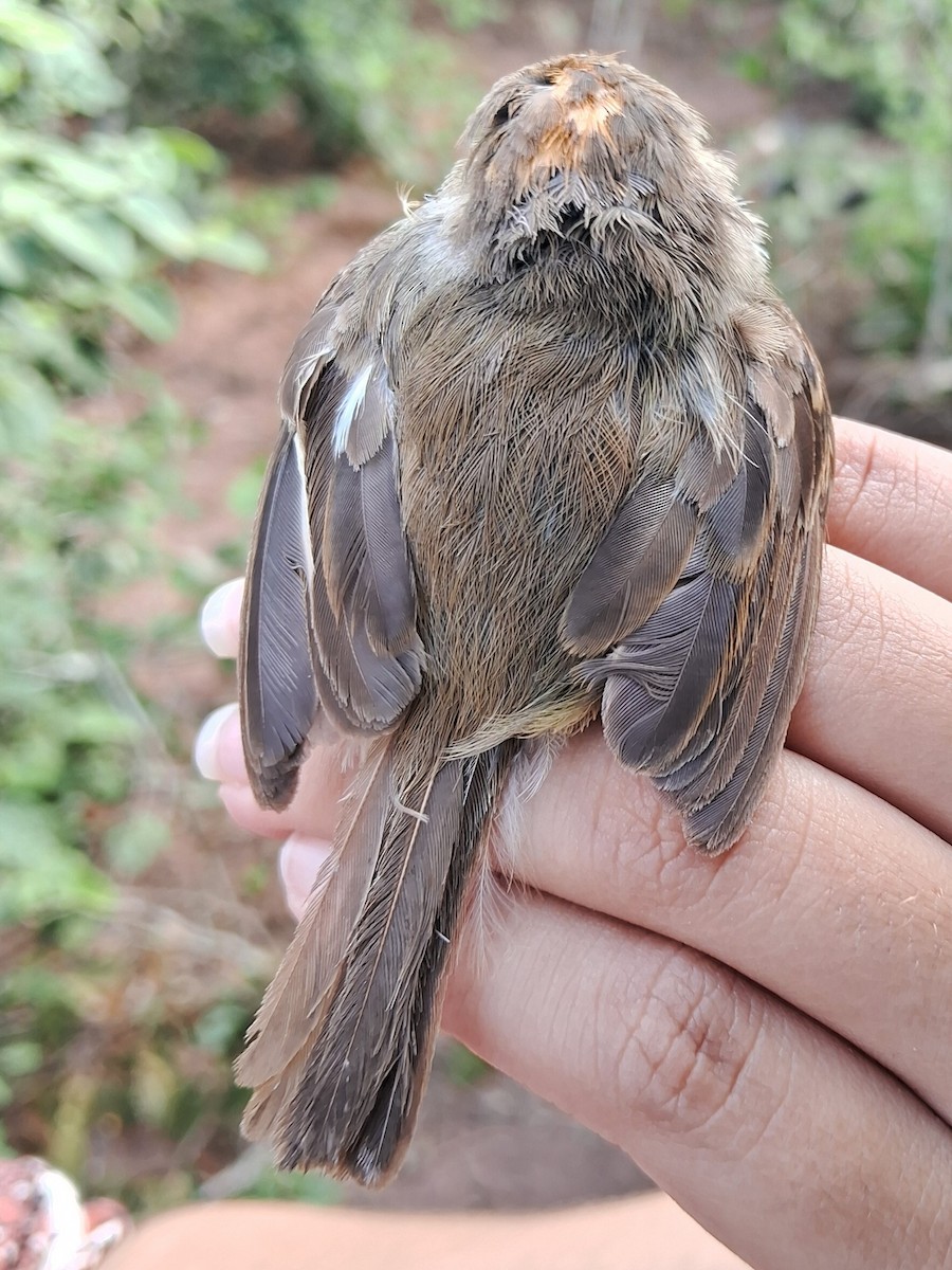 Fulvous-crowned Scrub-Tyrant - ML620170065