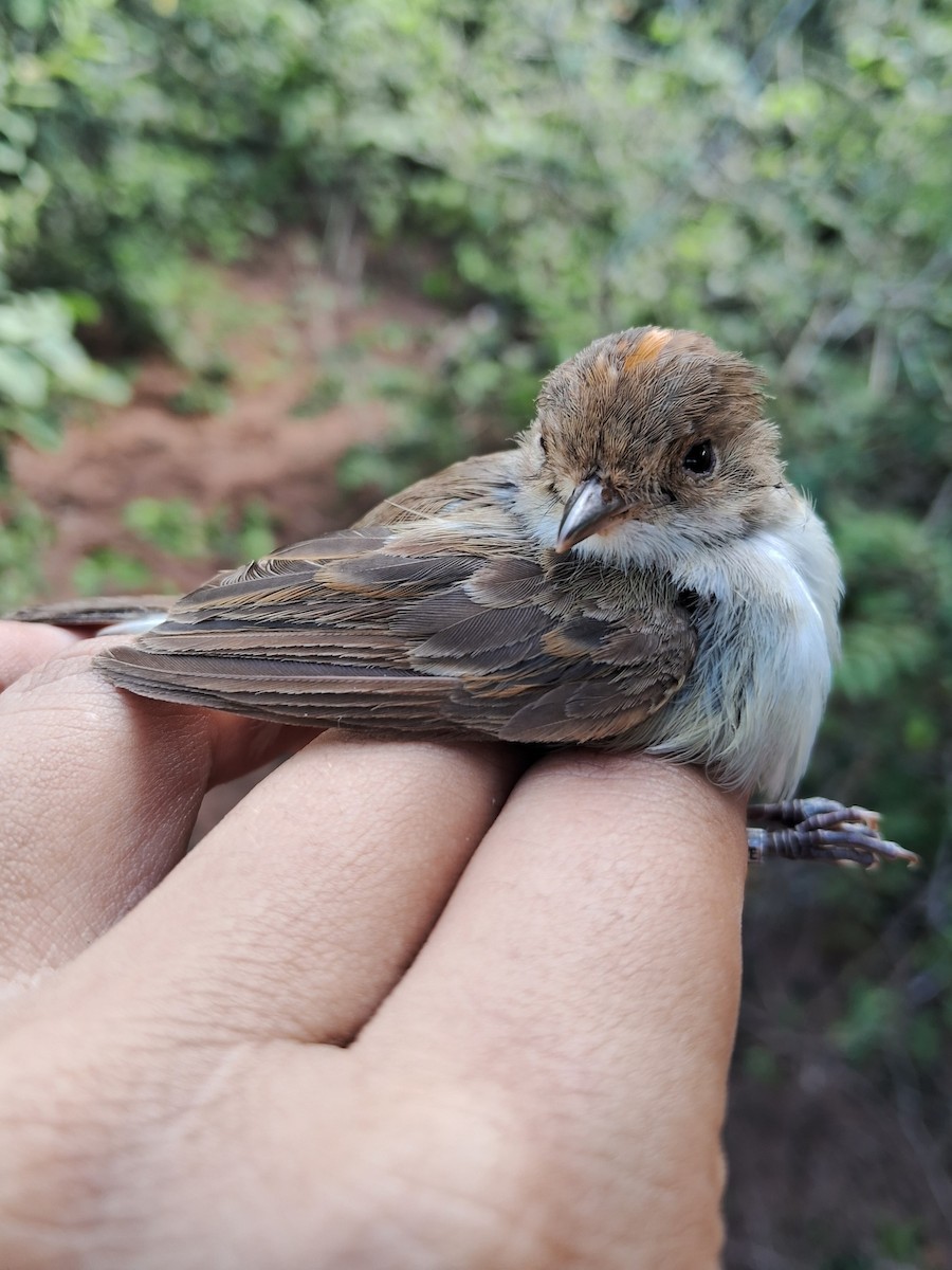 Fulvous-crowned Scrub-Tyrant - ML620170066