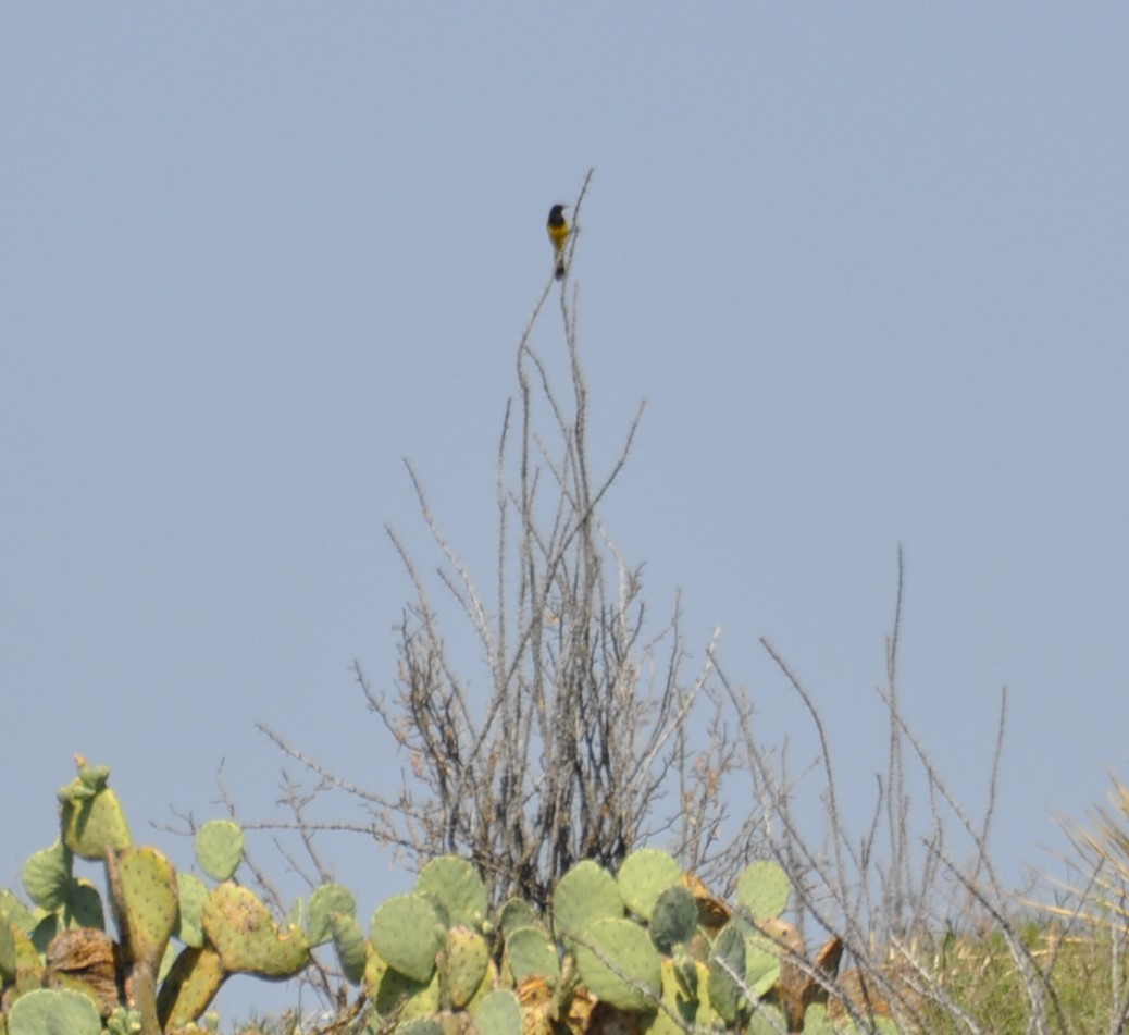 Oriole jaune-verdâtre - ML620170077