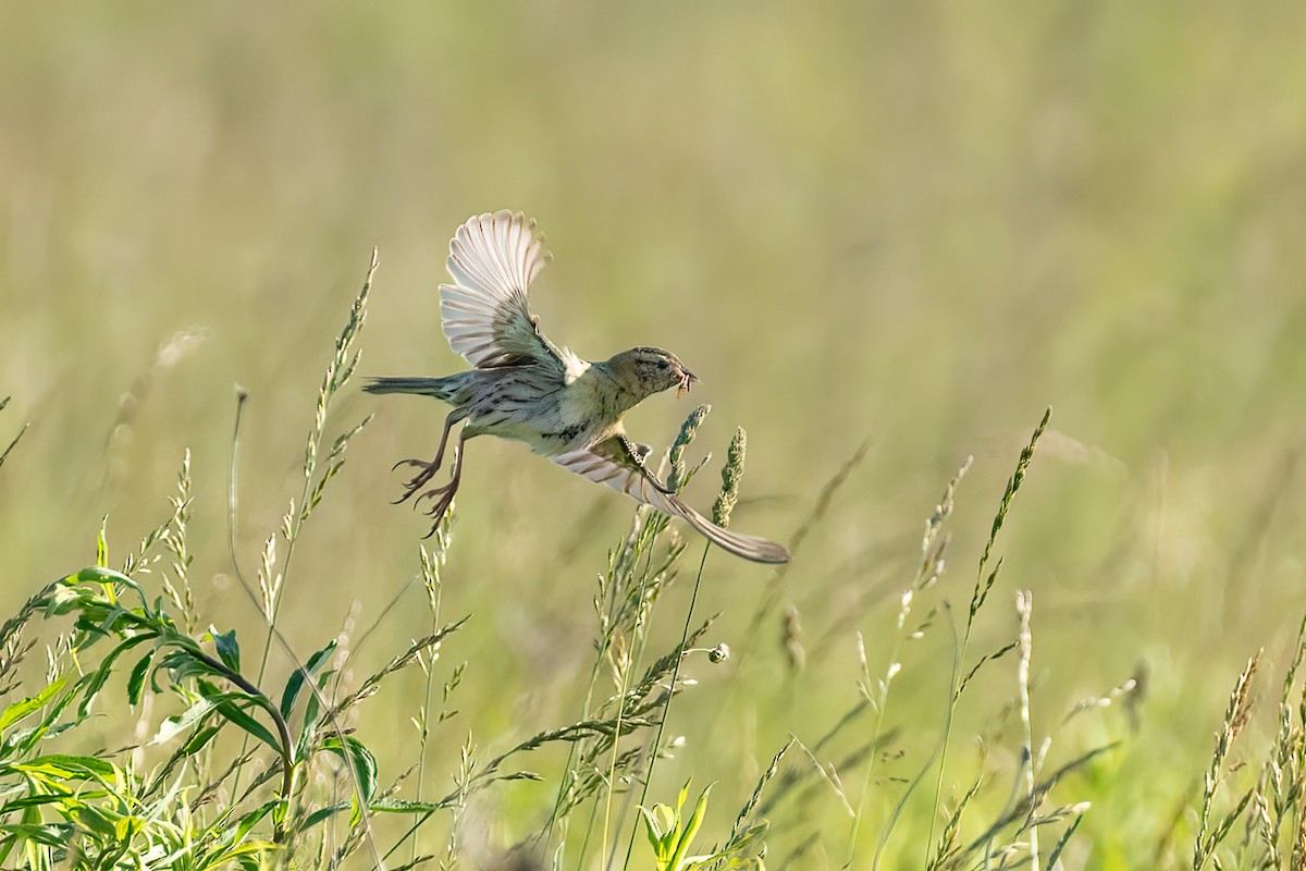 bobolink americký - ML620170078