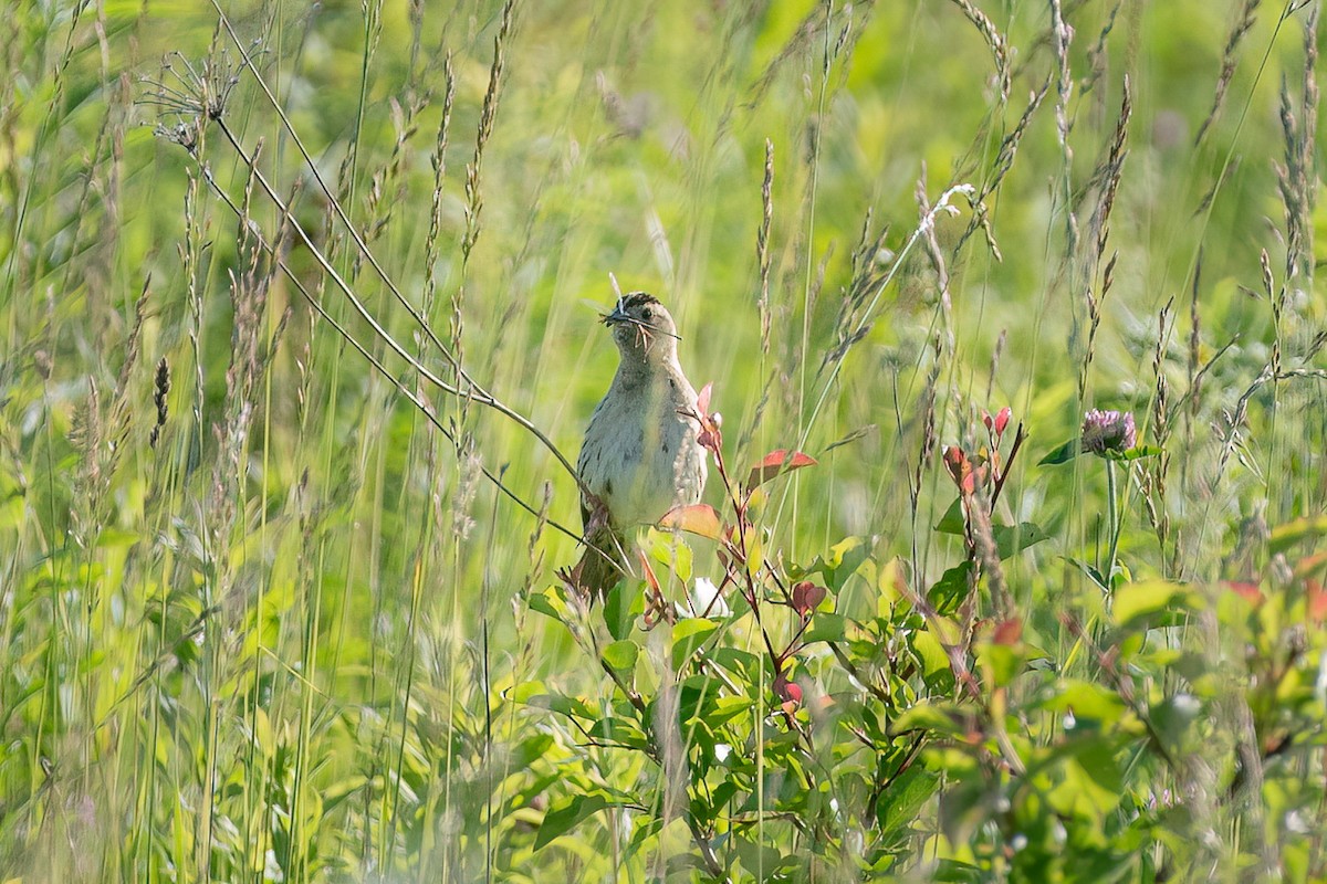 bobolink americký - ML620170084