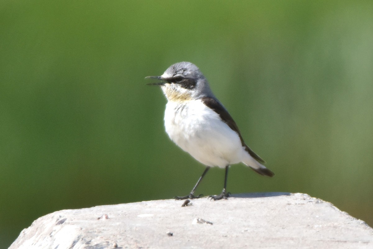 Northern Wheatear - ML620170086