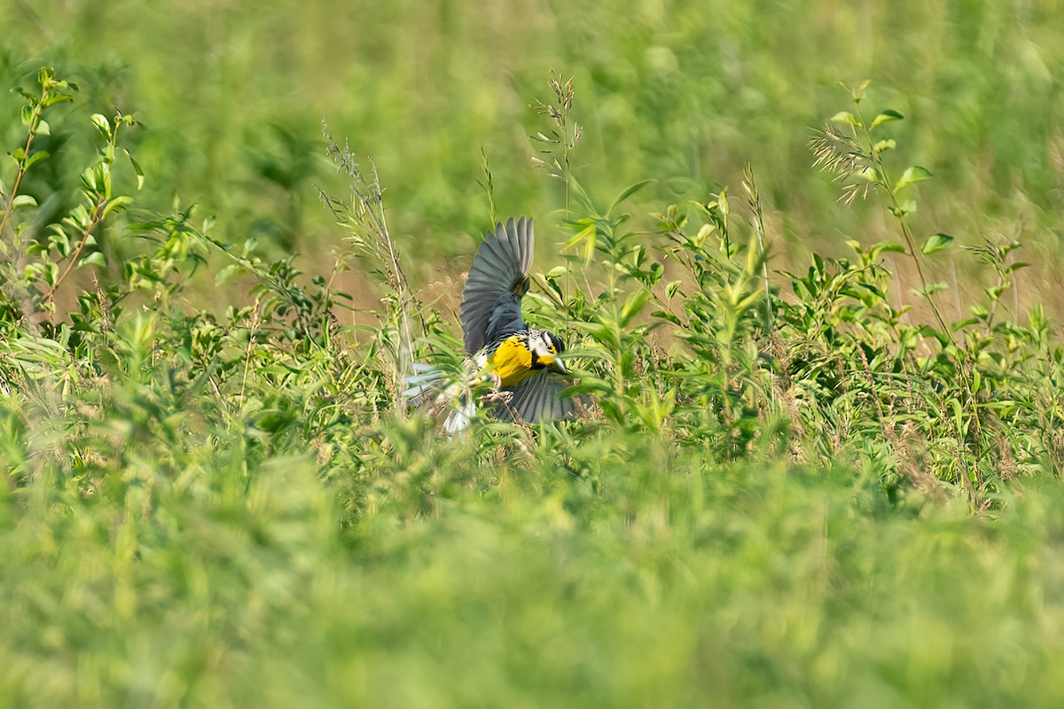 Eastern Meadowlark - ML620170092