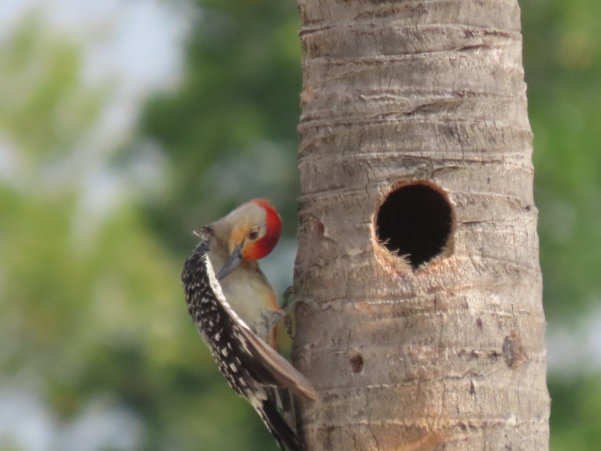 Red-bellied Woodpecker - ML620170093