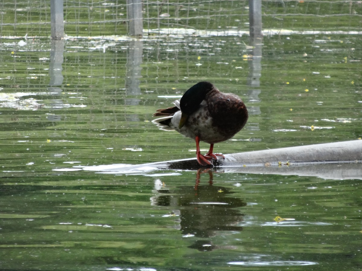 Mallard - ML620170099