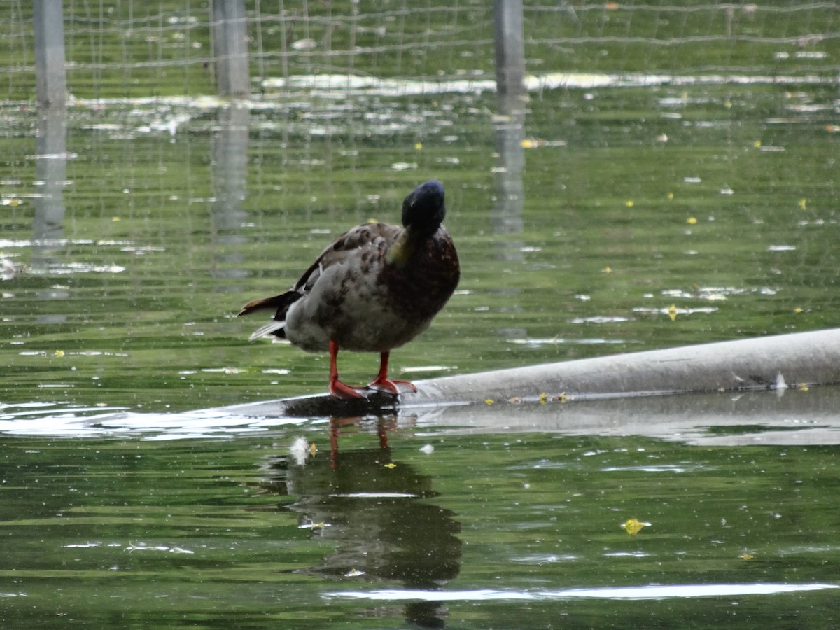 Canard colvert - ML620170105