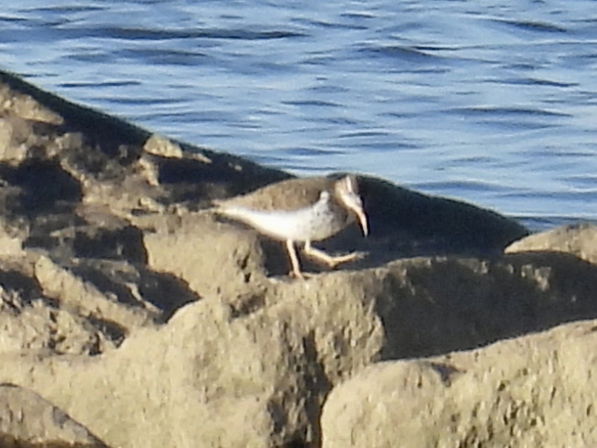 Spotted Sandpiper - ML620170107