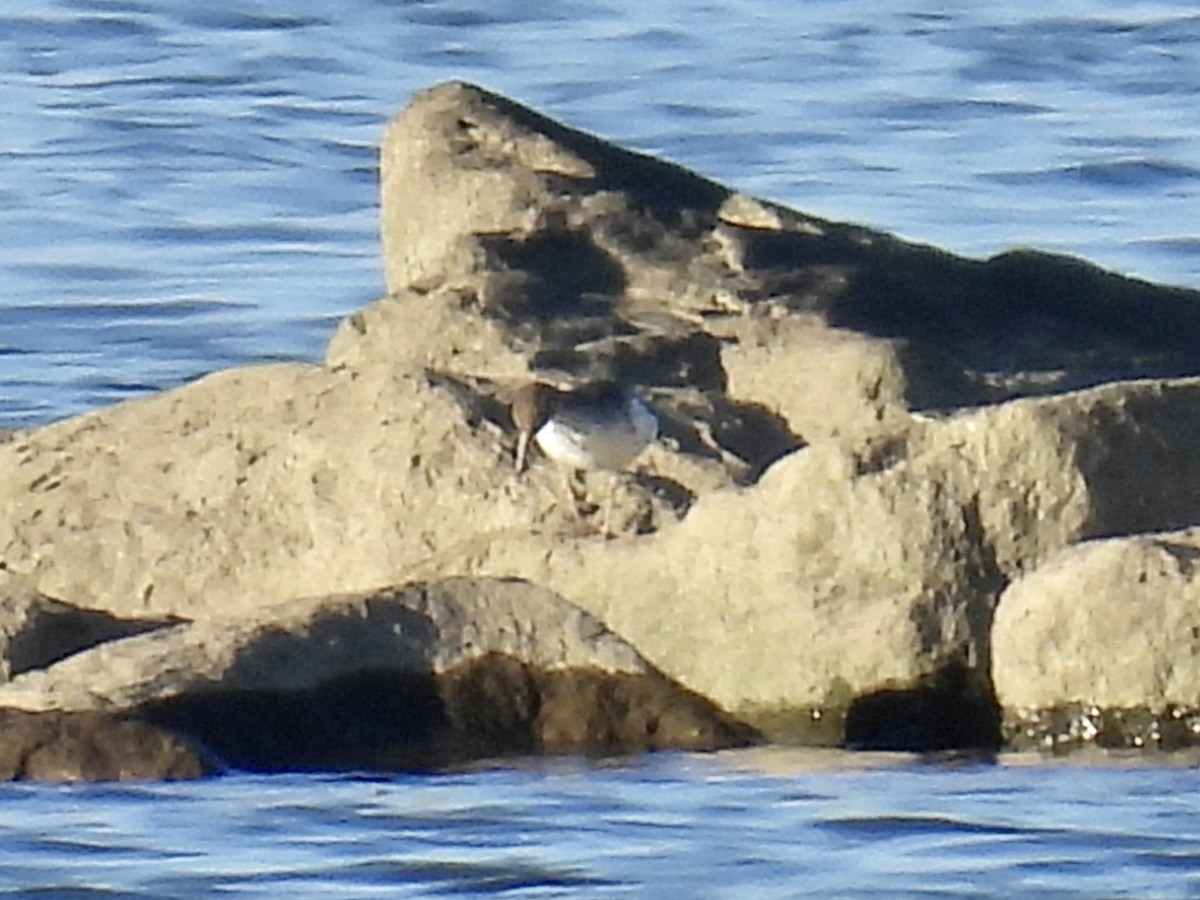 Spotted Sandpiper - ML620170109