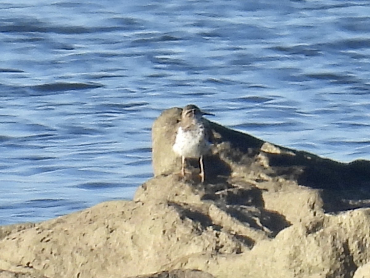 Spotted Sandpiper - ML620170110