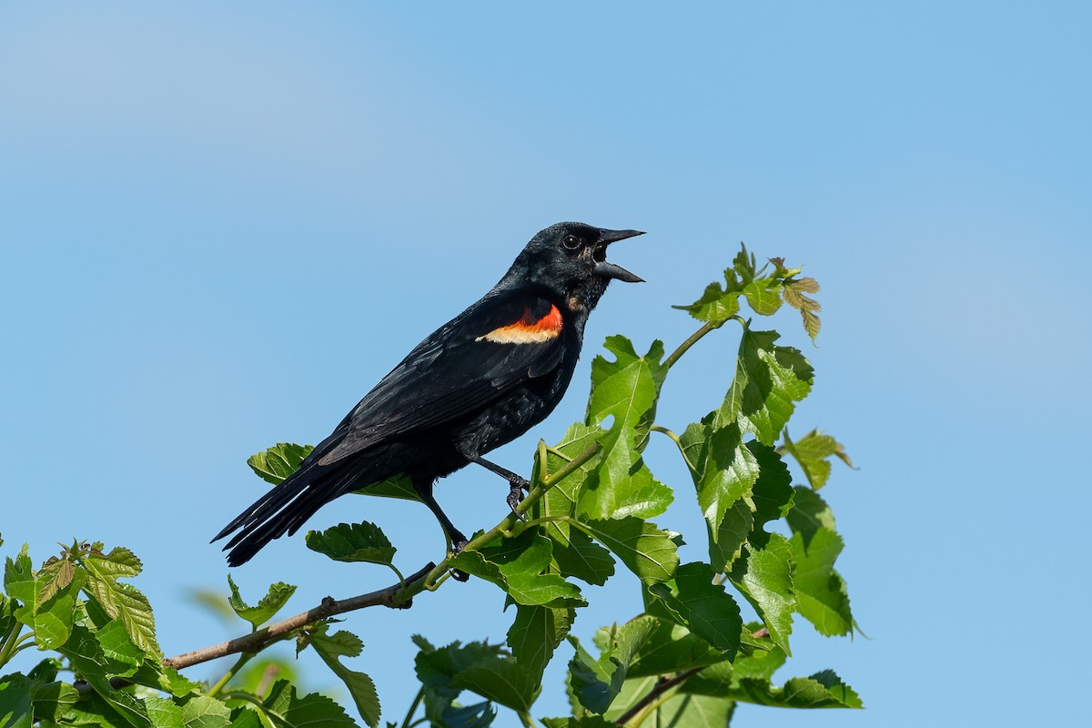 Red-winged Blackbird - ML620170112