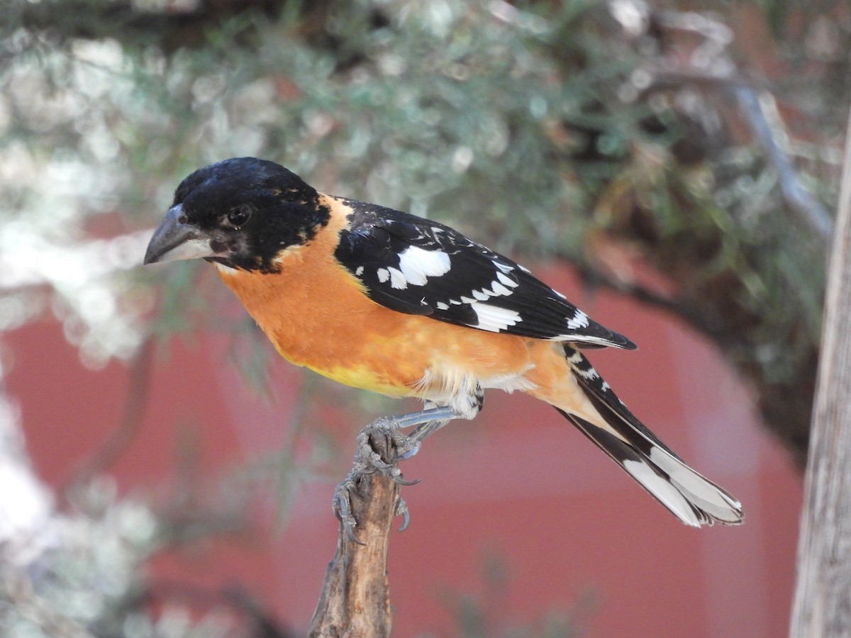 Black-headed Grosbeak - ML620170113