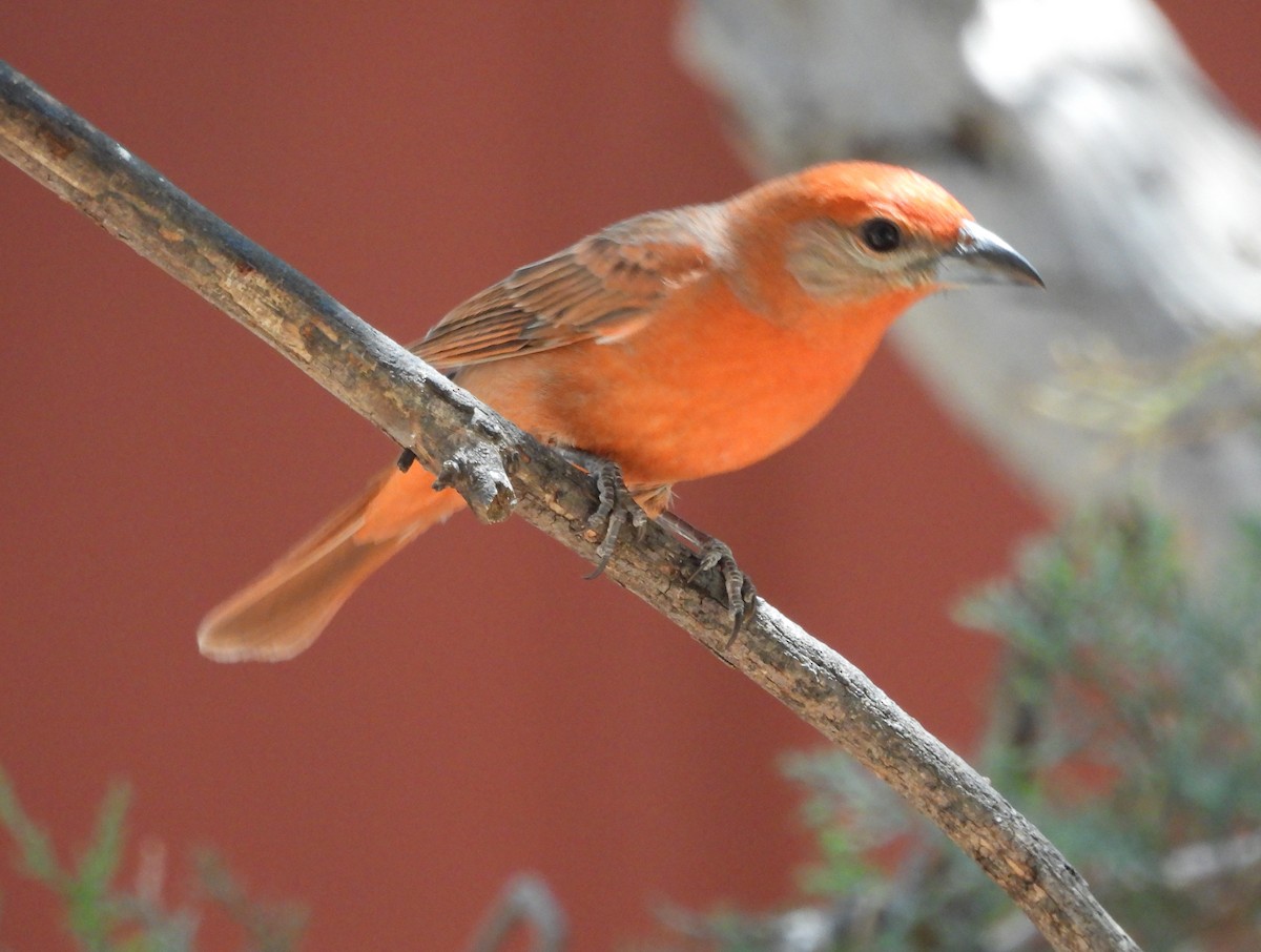 Hepatic Tanager - ML620170119
